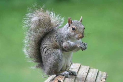 松鼠是什么样的?