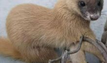 黄鼠狼吃刺猬歇后语