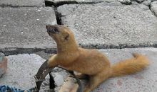 黄鼠狼拜年歇后语