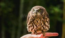 猫头鹰的比喻句