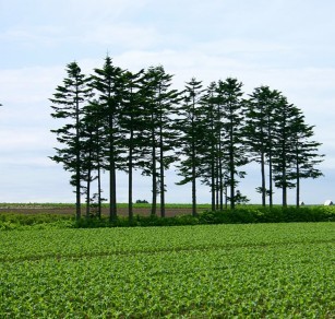 关于树林的寓言