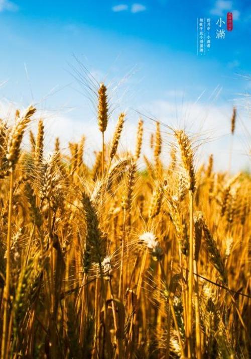 小满农谚