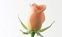 赞玫瑰经典语句