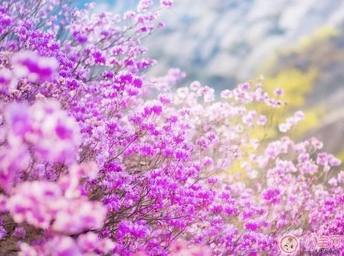 朋友的片刻写春天