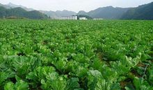 描写菜园的比喻句