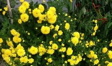 小卒过河歇后语