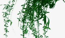 柳树的枝条比喻句