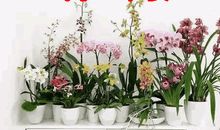 星期一祝福语大全