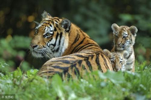 关于老虎的谚语集