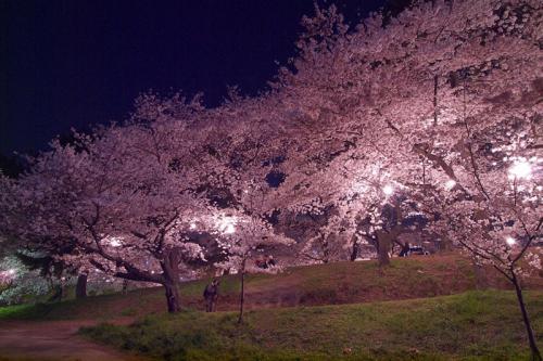 描述樱花外观的句子