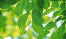 用小树写比喻句