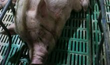 属老母猪的歇后语