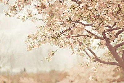 审美句子与图画:我的世界苍白无色