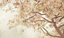 唯美的句子加图片：我的世界从此苍白，没有颜色