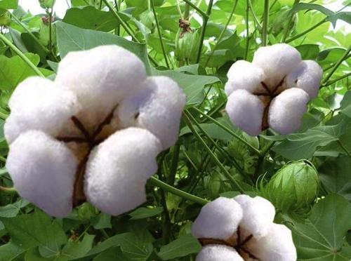用棉花做隐喻