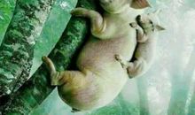 母猪上树歇后语