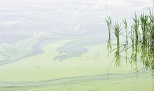 湖水很绿比喻句