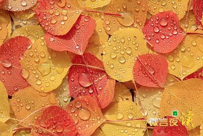 秋天就像一个平行句子