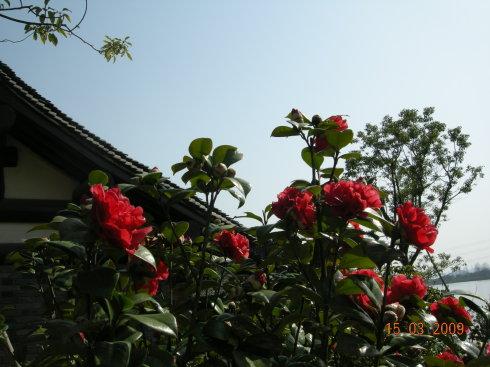 山茶花写有比喻的句子