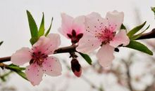 形容春天美景的诗句