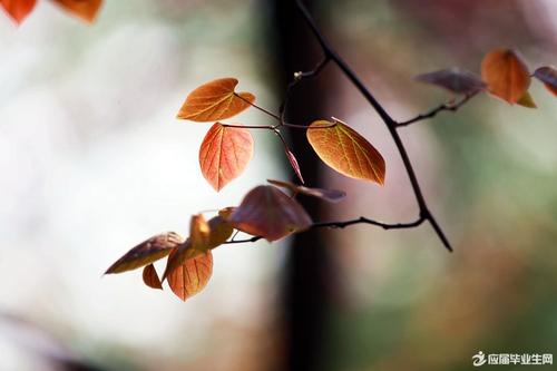 蜡烛的平行句子