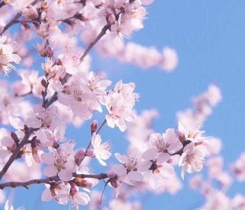 描绘桃花盛开的诗