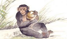 猴子看书歇后语