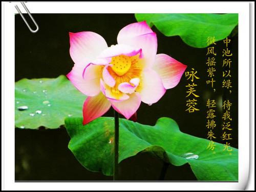 赞美莲花的句子