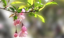 春天景色优美的句子