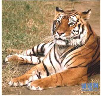 成对的蝴蝶寓言