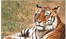 成对的蝴蝶歇后语