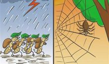 动物气象谚语大全