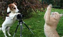 关于狗和猫的英语谚语