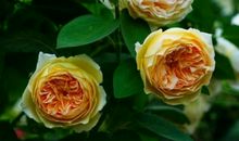 过去的过去的句子