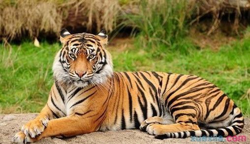 与老虎有关的寓言词