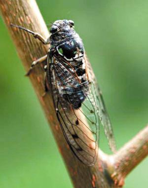 关于动物的天气谚语