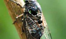 有关动物的气象谚语