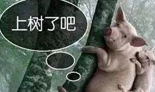 母猪上树的歇后语