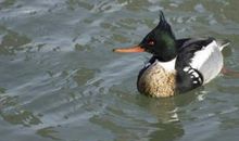 鸭子落水歇后语