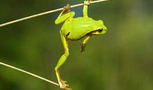 动物天气预报谚语