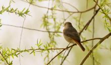 描写兰花比喻句