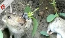 动物歇后语老鼠偷蛋