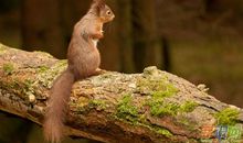 动物相关的谚语