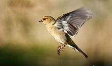 动物的谚语有哪些