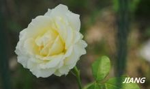 关于蔷薇的比喻句