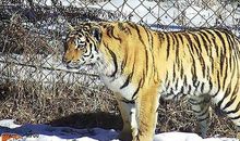 带崽的母老虎歇后语