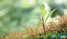 棉花的比喻句大全