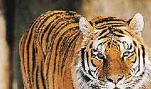 老虎开头的歇后语