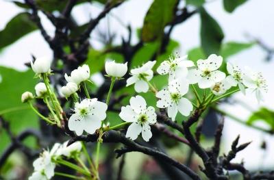 关于梨花的寓言