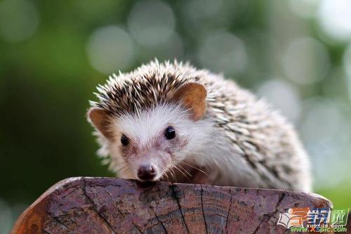 老虎吃寓言寓言的刺猬